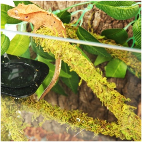 Repti-Zoo Liana with natural moss 1cm x 2m